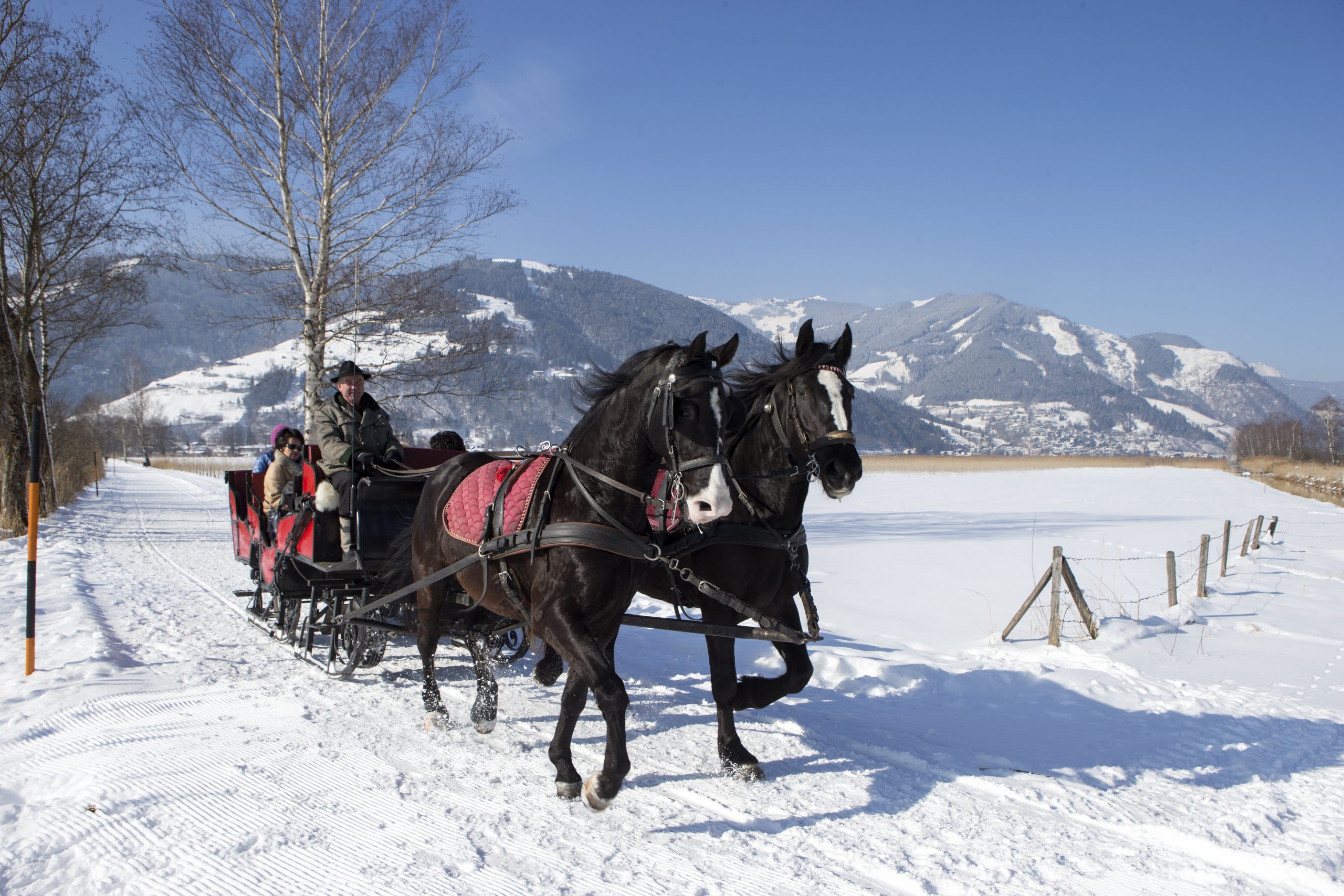 Winter Horse-Drawn Sleigh Ride Near Zell am See
